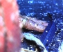 shortcircuits_05.jpg